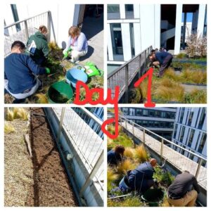 Collage of 4 photos depicting Day 1 planting efforts on rooftop