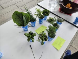 Pots of herbs on a table