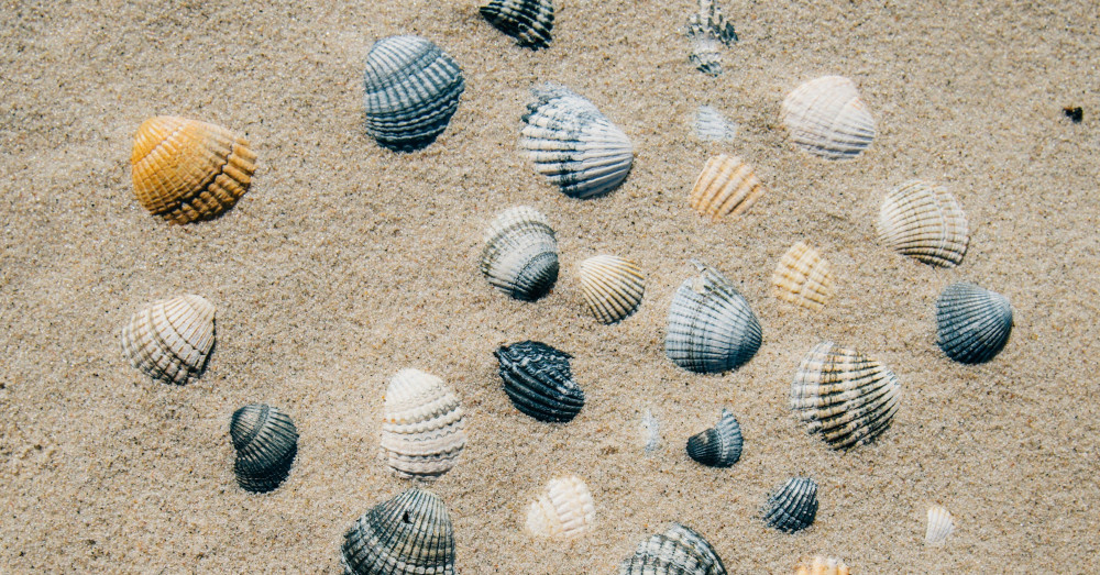 Photo of seashells laid out in the sand