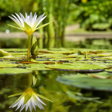 Water lily and its reflection in a pond