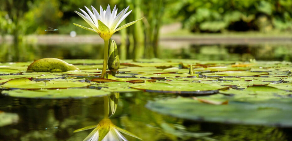 Water lily and its reflection in a pond