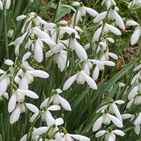 Photo of snowdrops