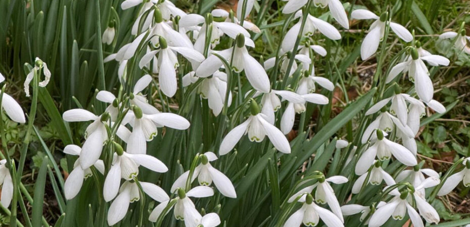 Photo of snowdrops