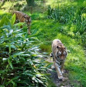 Photo of a tiger in the zoo
