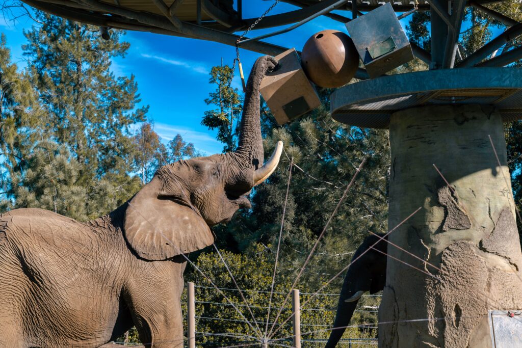 An elephant solving a puzzle toy.