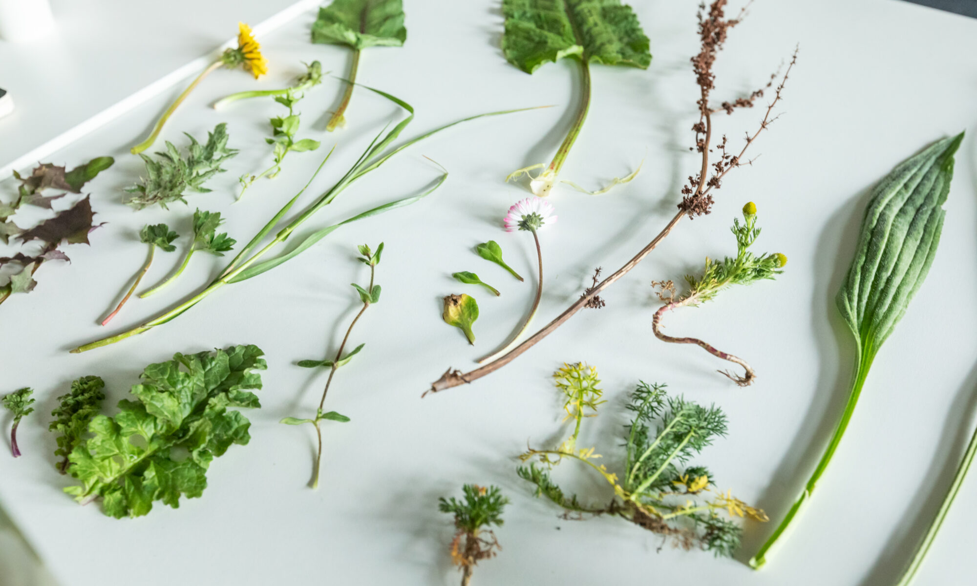 assortment of wildflowers on a white table