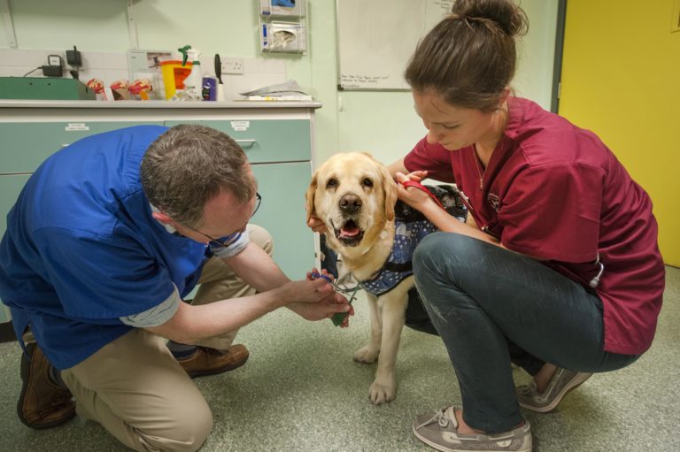 to Stories from Vet School! Stories from Vet School