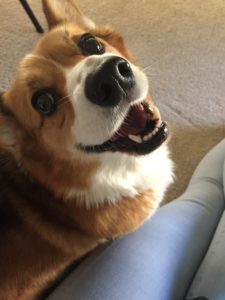 Marco the corgi