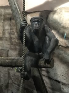 Chimpanzee at Edinburgh Zoo