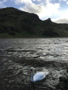 Saint Margaret's Loch with swan