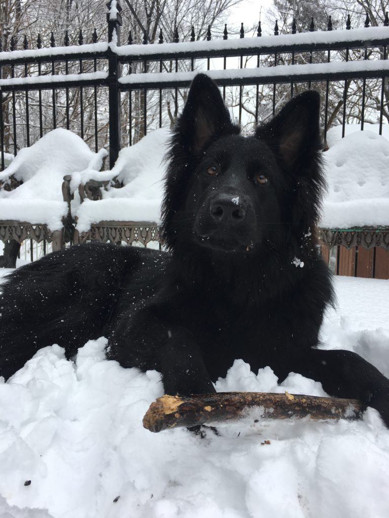 Black German Shepherd in the snow