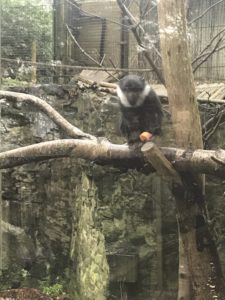 Monkey at Edinburgh Zoo