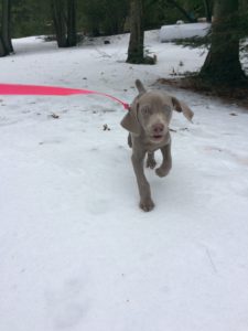 Puppy running through snow