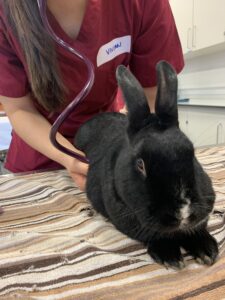 Student examining a rabbit