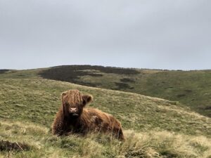 Highland cows