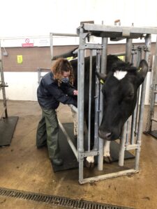 Student next to dairy cow in cattle crush