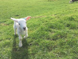 Lamb in a field
