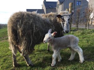 Ewe and lamb