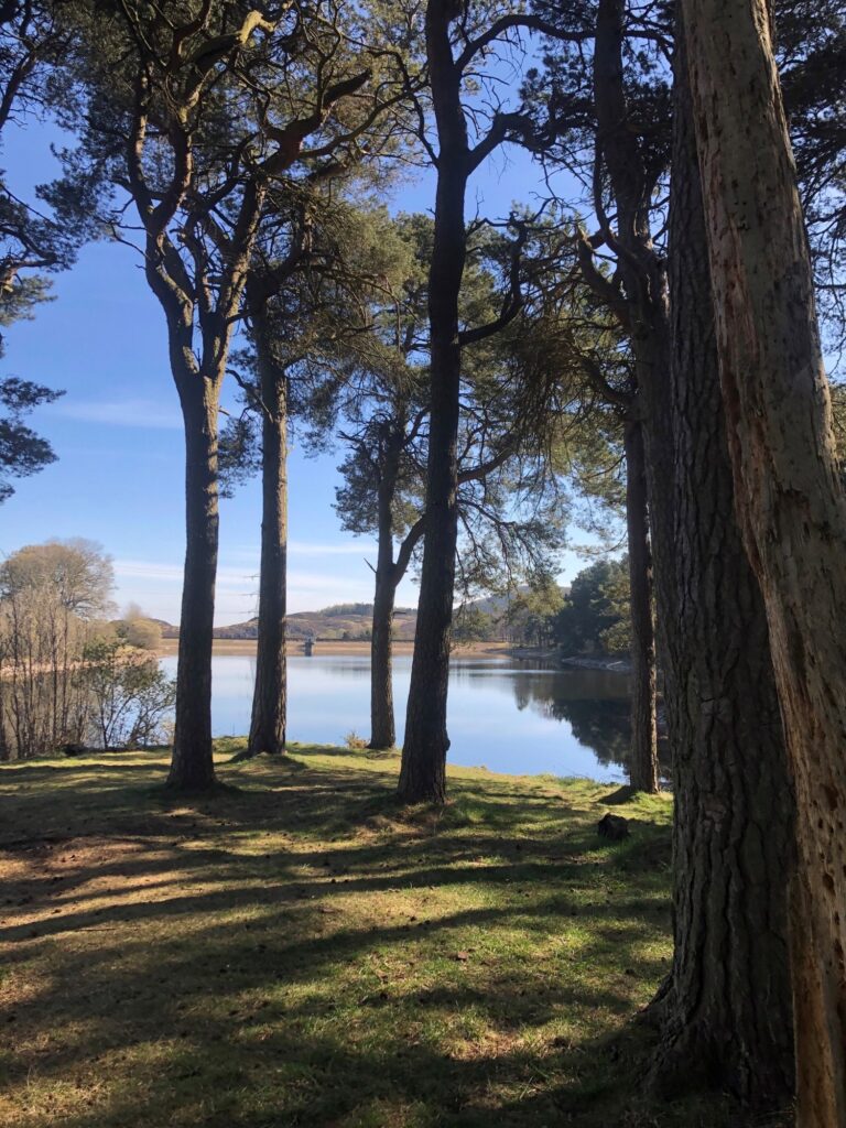 Lake through trees