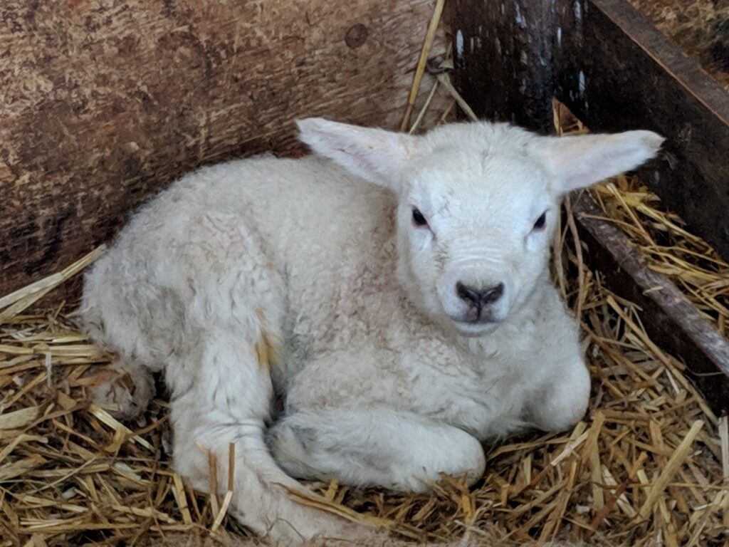 Lamb on hay