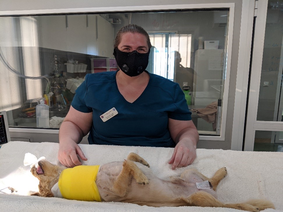 Dog prepped for surgery
