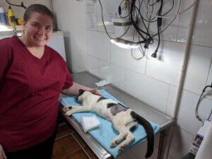 neuter spay vet