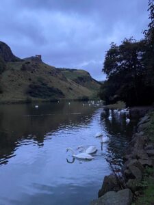 Lake with swans 
