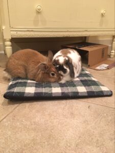 Two rabbits