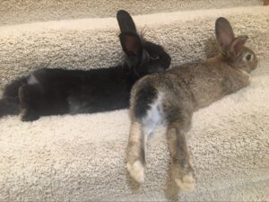 Two rabbits