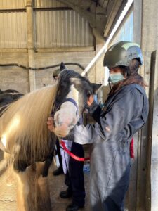 Equine handling practical