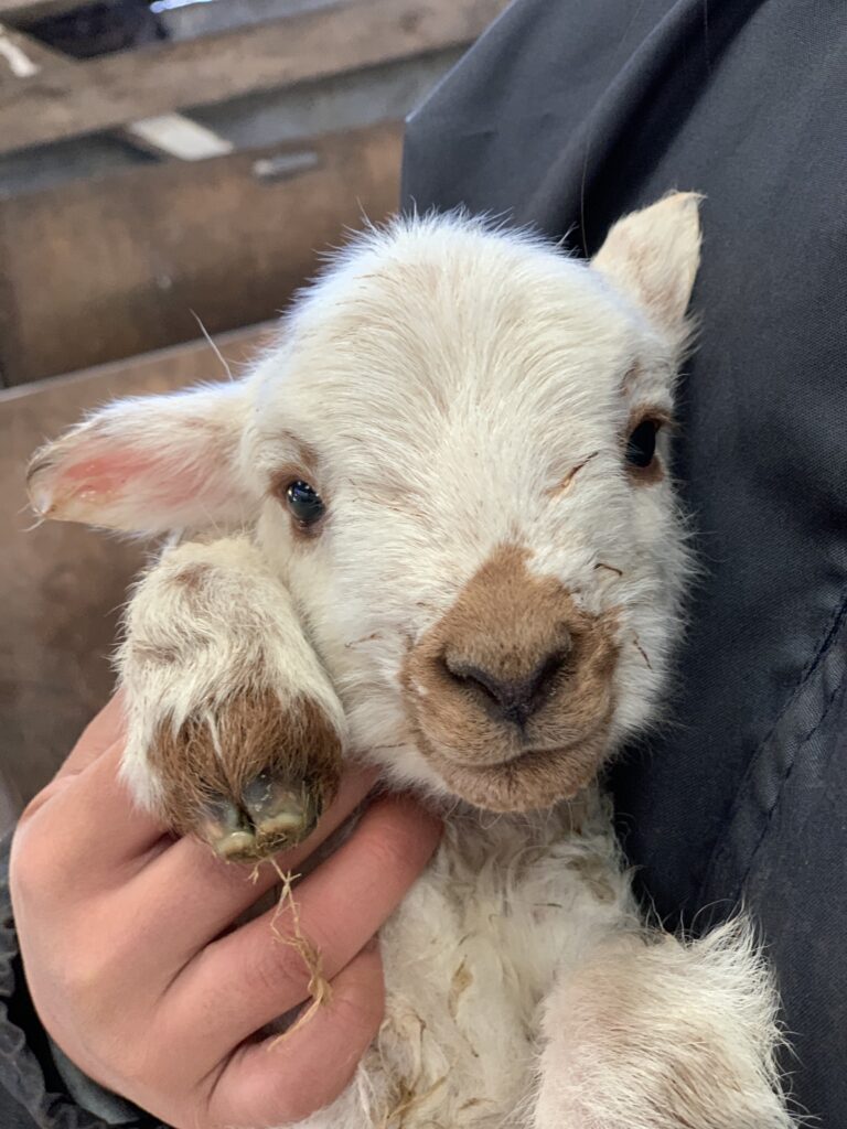 What Do Ewe Do On A Lambing Placement? – Stories from Vet School