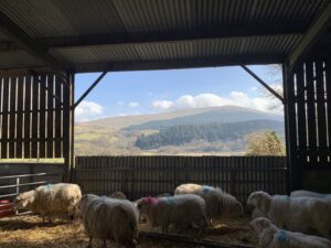 Sheep in a shed