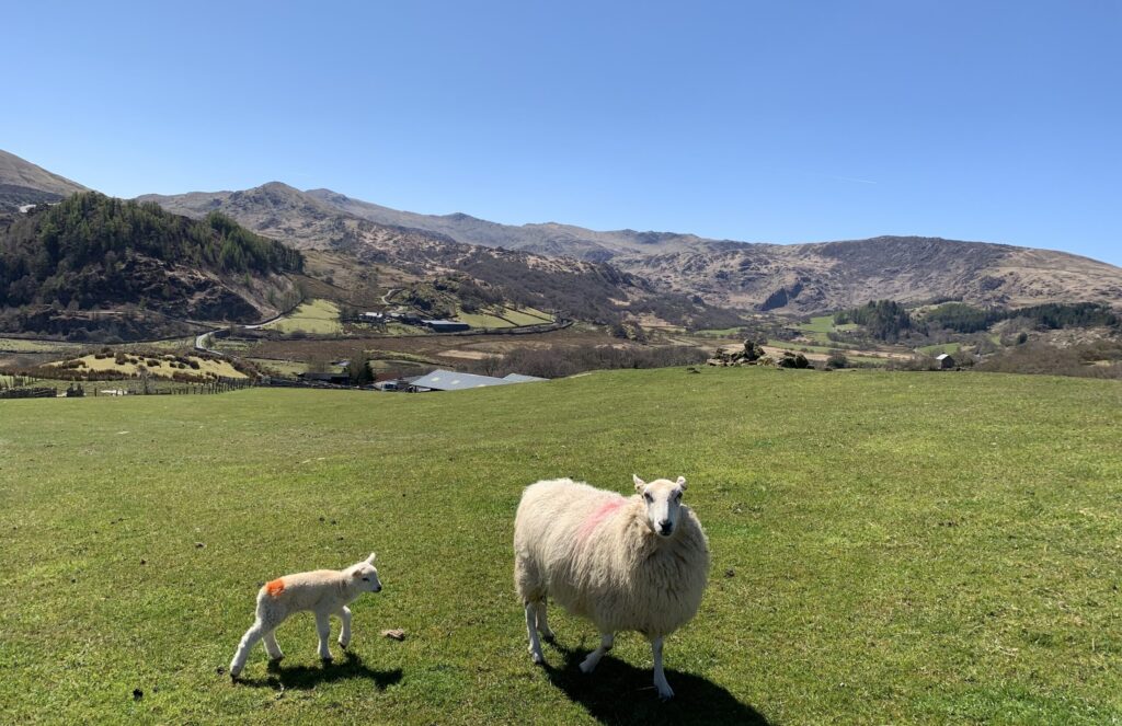 Sheep and lamb in a field