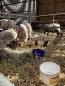 Sheep in a barn