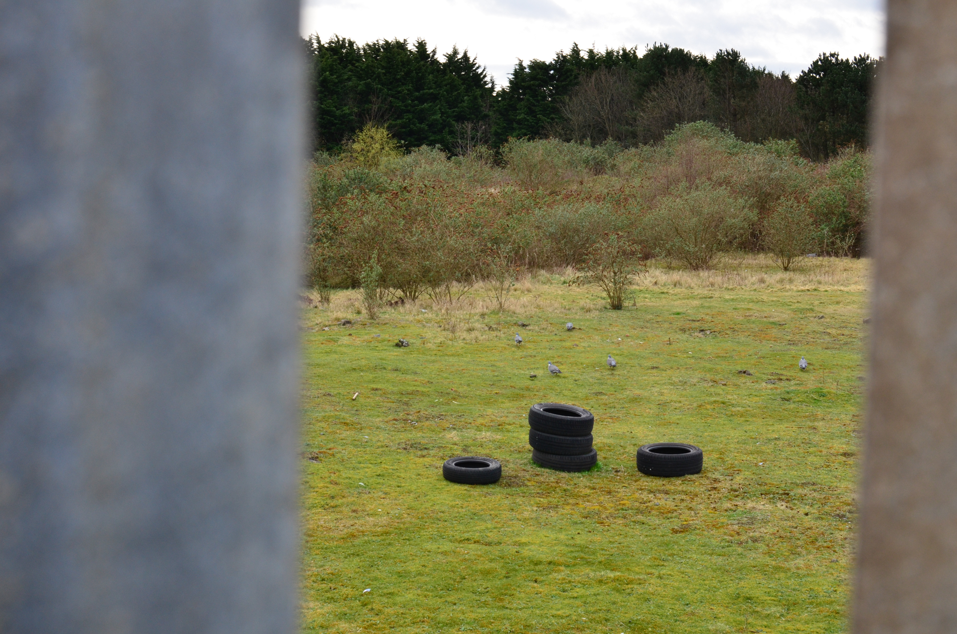 Three piles of dumped car tyres in a green field with shrubs and trees behind. Several woodpigeons are grazing behind the tyres. The central pile is unstable looking and three tyres high. The scene is framed through a galvanised steel fence, limiting the field of view to a portrait [though the image is oriented landscape]