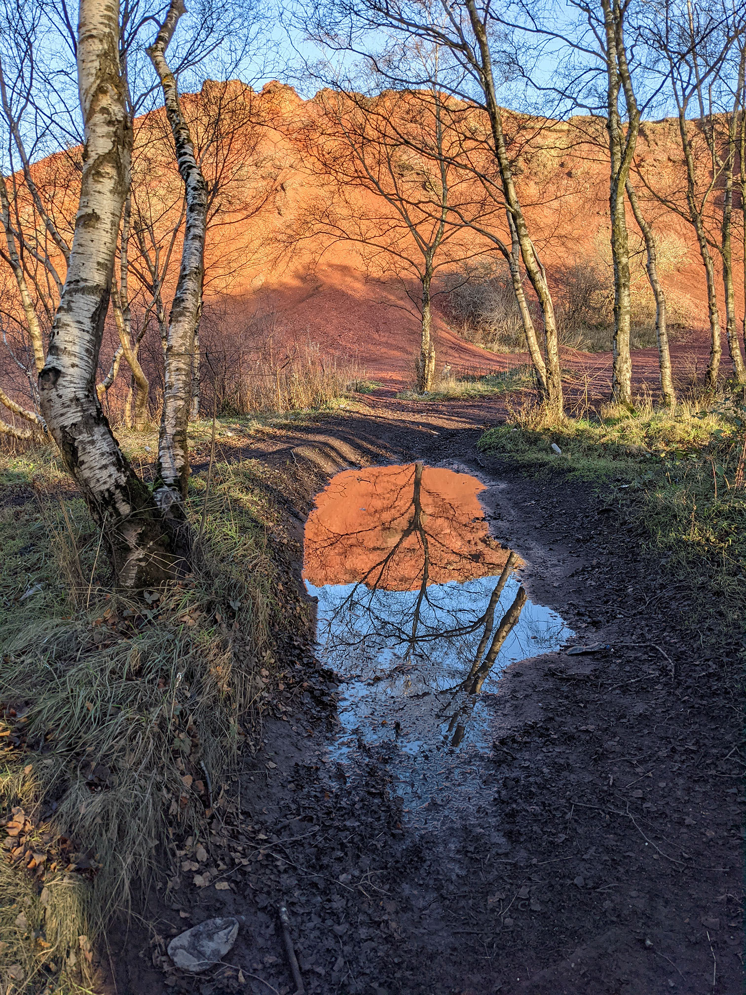 Albyn Bing, Broxburn, West Lothian is seen reflected in a long puddle in this portrait image, surrounded by bare silver birch trees. The lower slopes of the bing can be seen in the backgorund, but the puddle shows an inverted reflection of the peak of the bing in vivid orange-red and a bright blue sky.