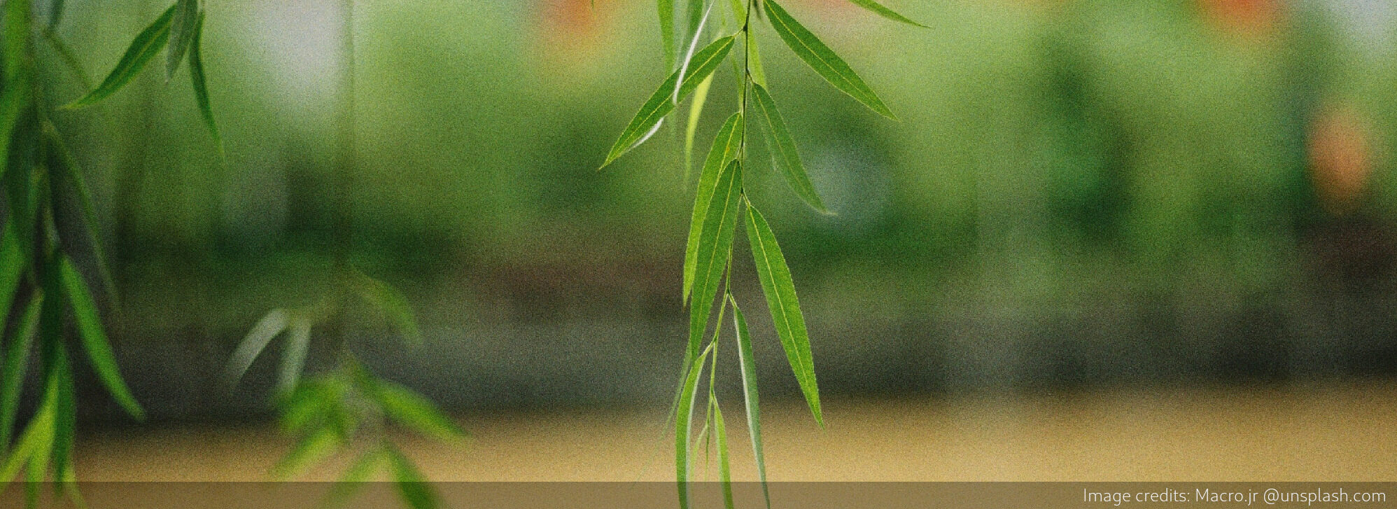 Willow