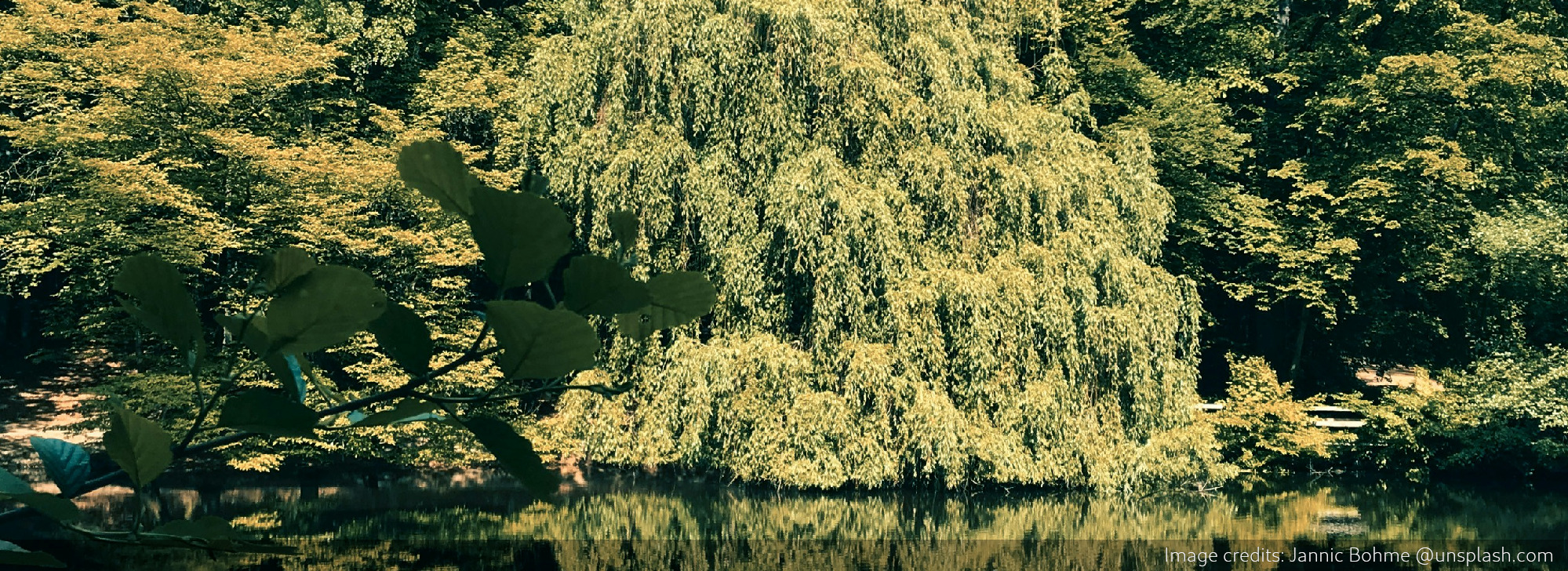 Willow