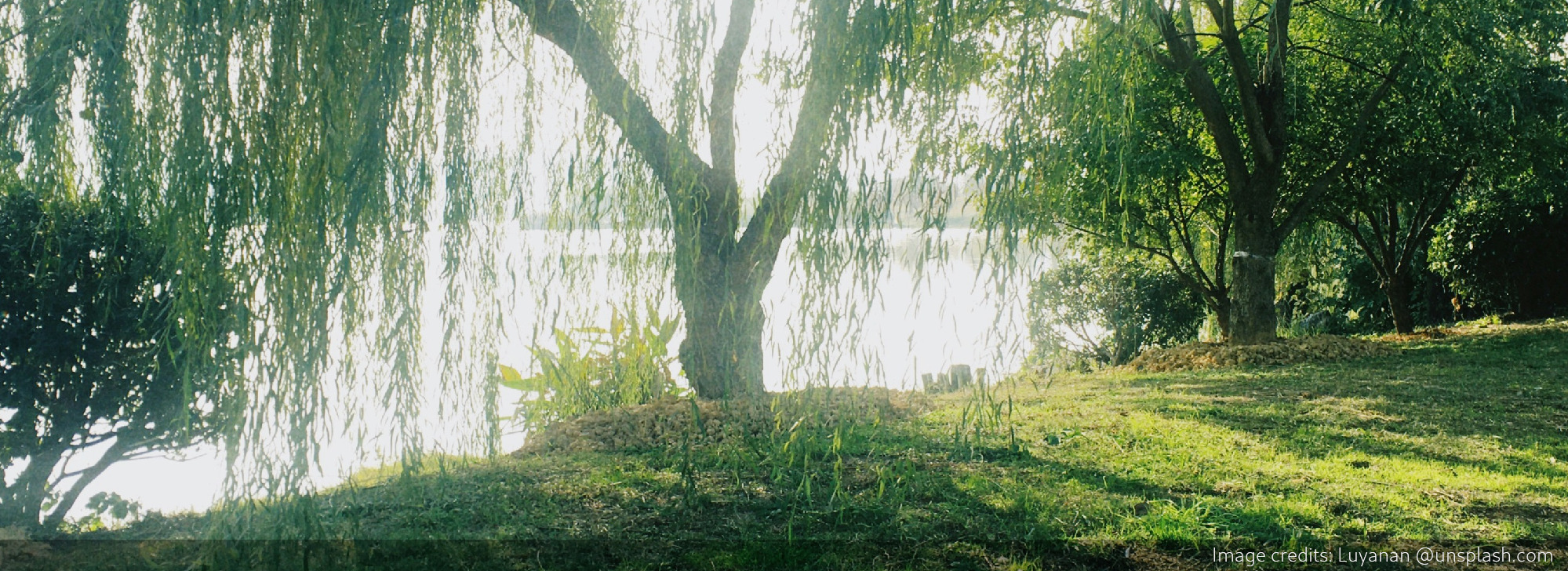 Willow
