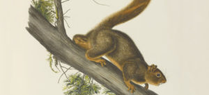 Illustration of a squirrel
