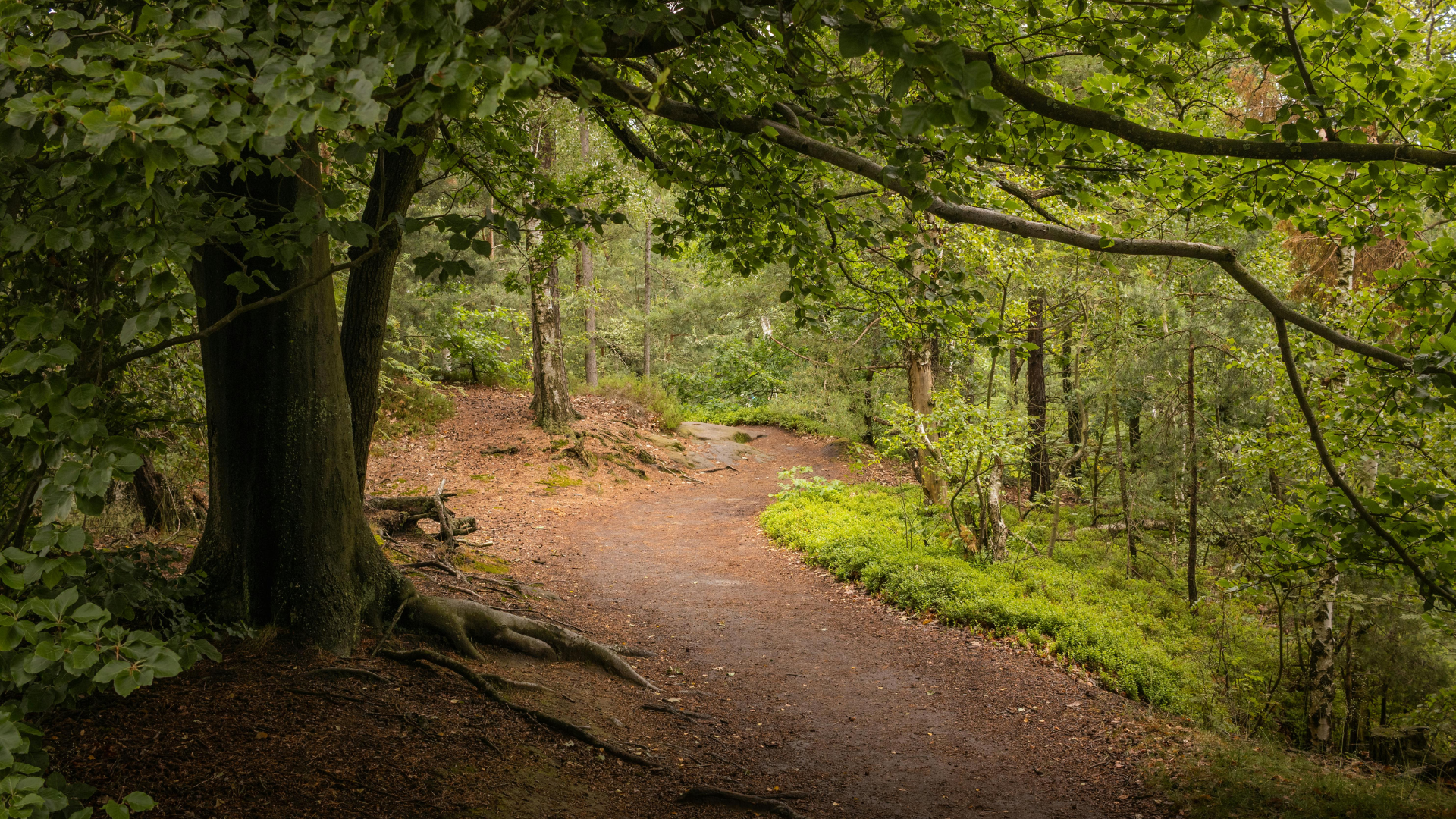 generic photo of woodland pathway; large tree to left