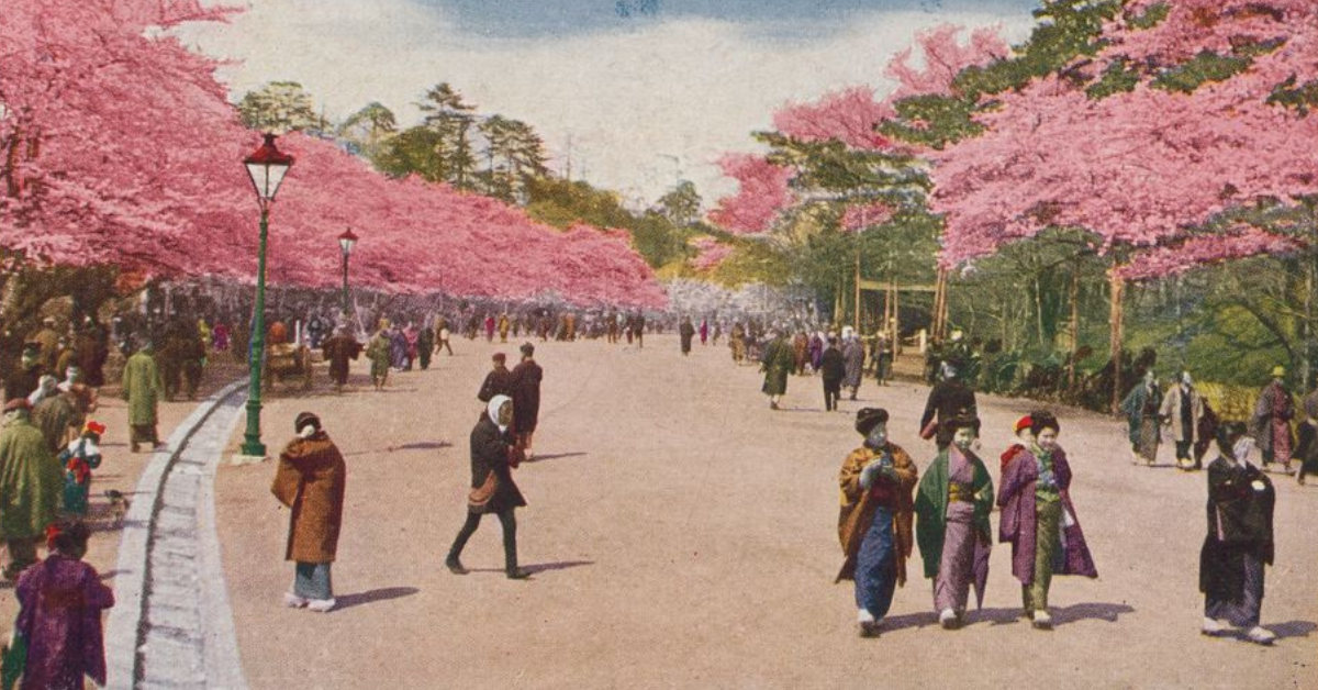 Single cherry blossom at Ueno Park (Flower season at Tokyo) (Toto no Hana) Ueno Koen no Sakura. Original from the Library of Congress.