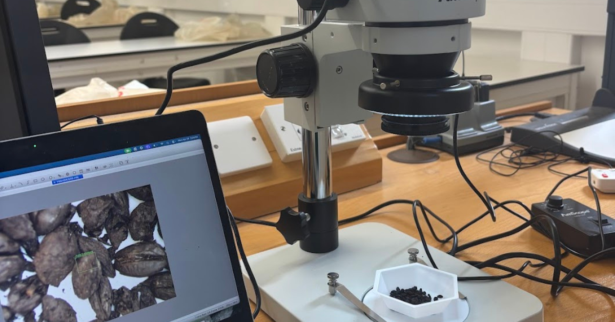 A sample of dark seeds sits in a dish under a microscope. A comparative sample can be seen on a laptop beside the microscope.
