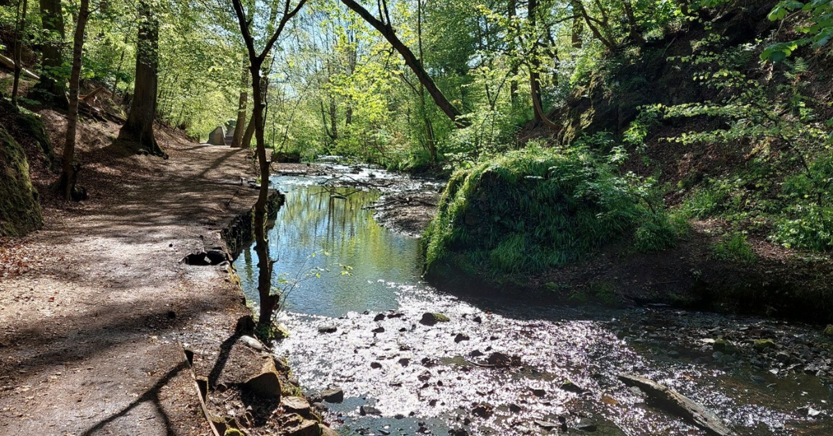 A serene river flows through a lush forest, surrounded by tall trees and reflecting the sunlight on the water's surface.