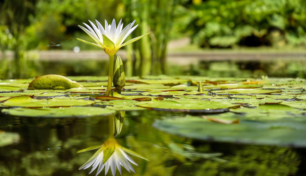 Water lily and its reflection in a pond