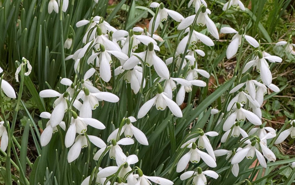 Photo of snowdrops